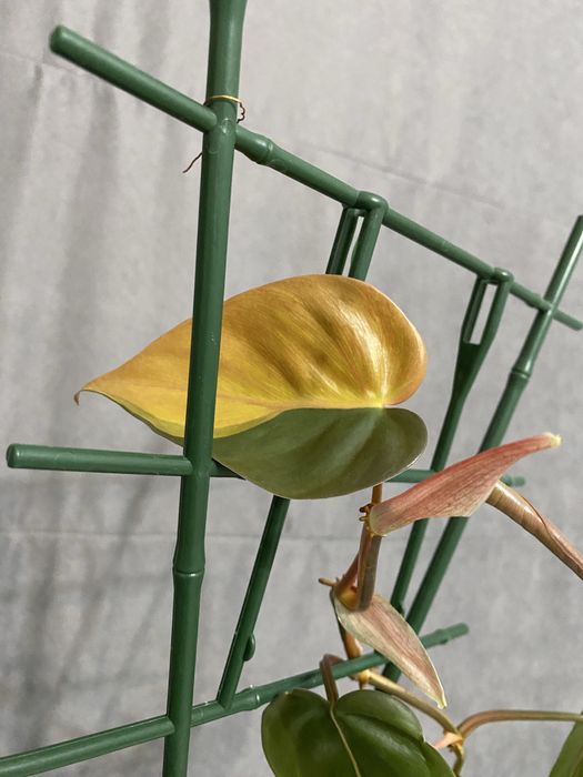 Продам цветок комнатный