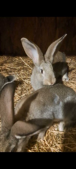 Tineret uriaș german