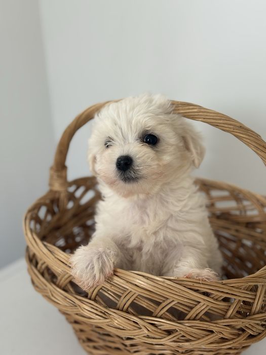 Bichon Maltez Mascul