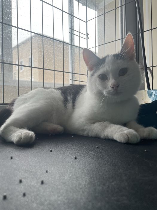 Пристраивается котенок 6 мес Беляш!