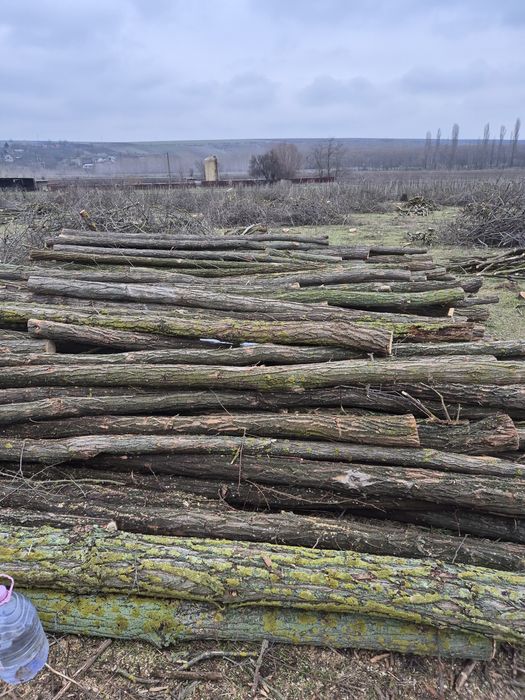 Lemn foc salcim și araci vie și roșii