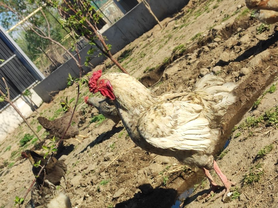 Тауыктар сатылады срочно