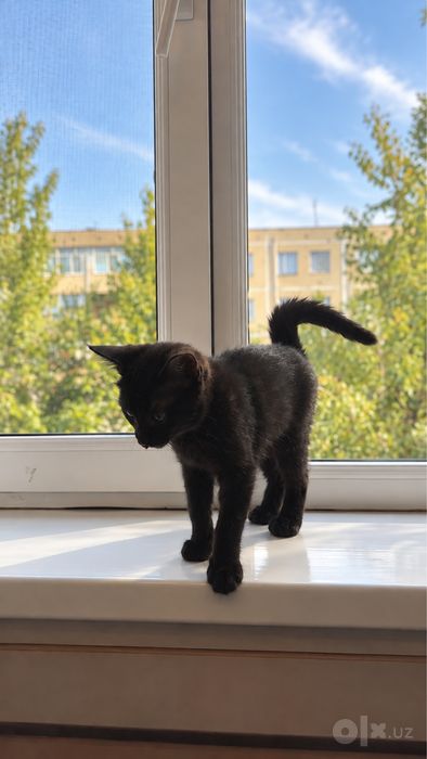 Отдам в добрые руки очаровательного чёрного котёнка!