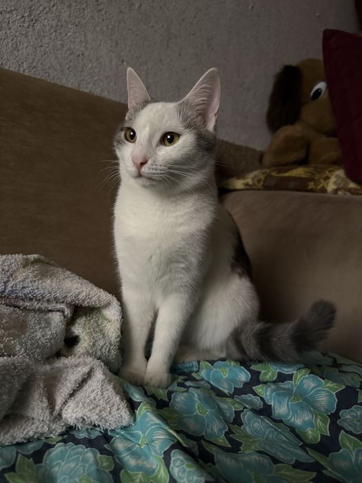 котенок в хорошие руки