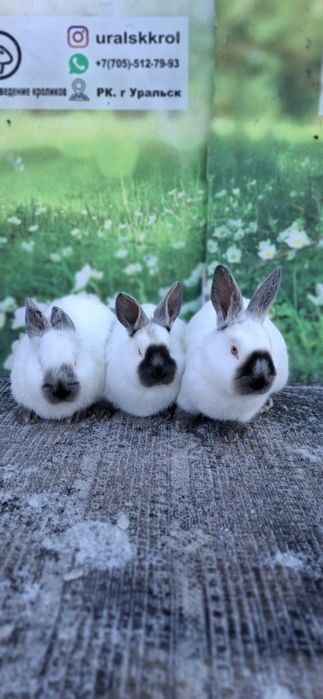 Кролики  породистые