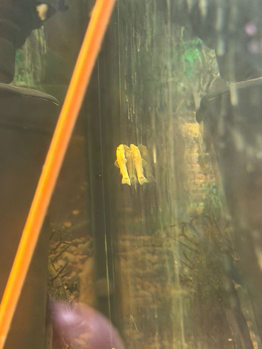 Pesti sanitari , Ancistrus negrii si albi