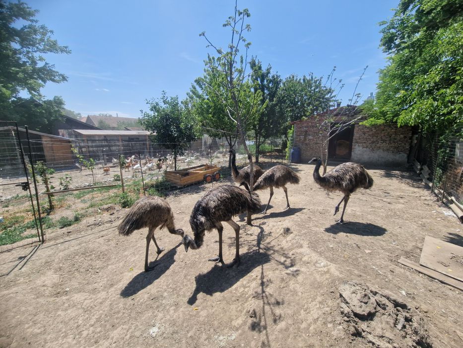 Emu, struti emu, pasari emu