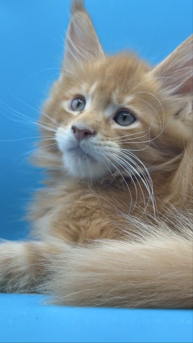 Продается котята моего Meynkun