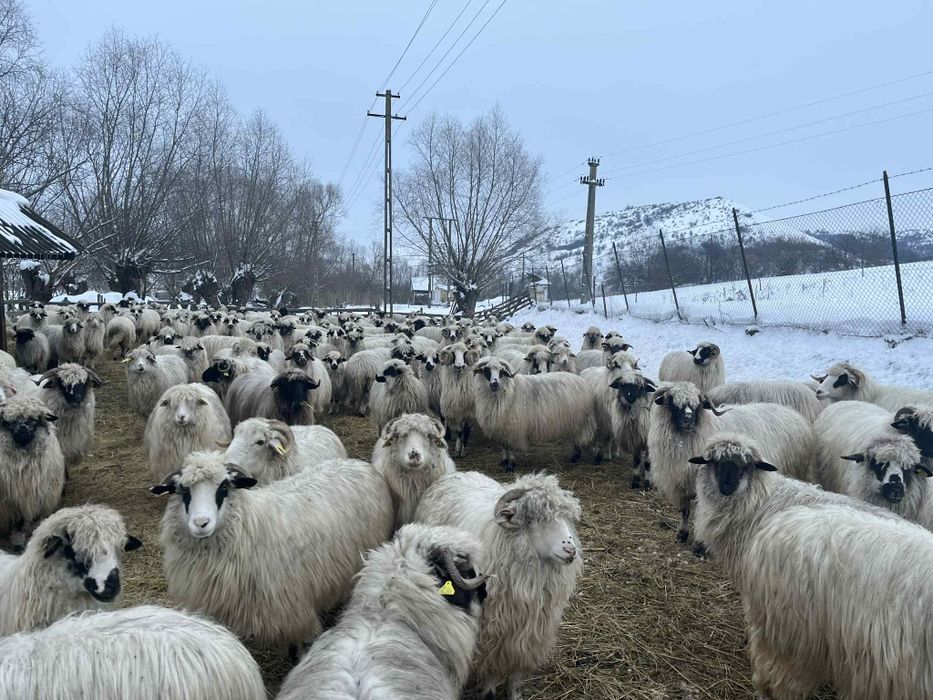 Vând 170de oi  gestante   unele  fătate și  30 de cărlani