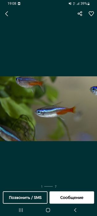 Рыбки аквариумные