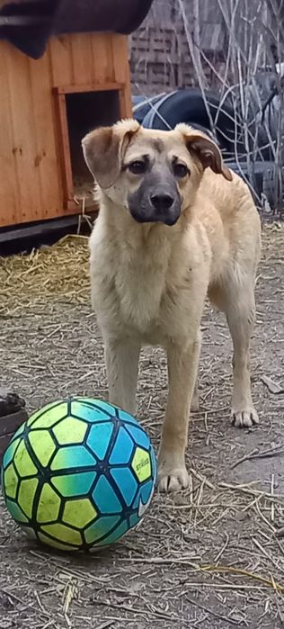 Щенки в надёжные руки