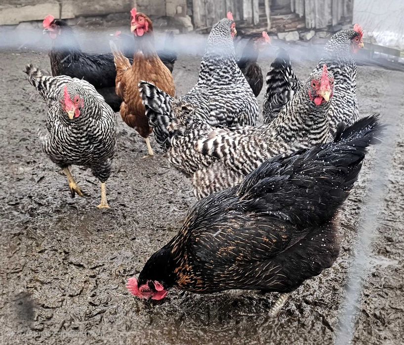 Vând 100 de găini ouătoare