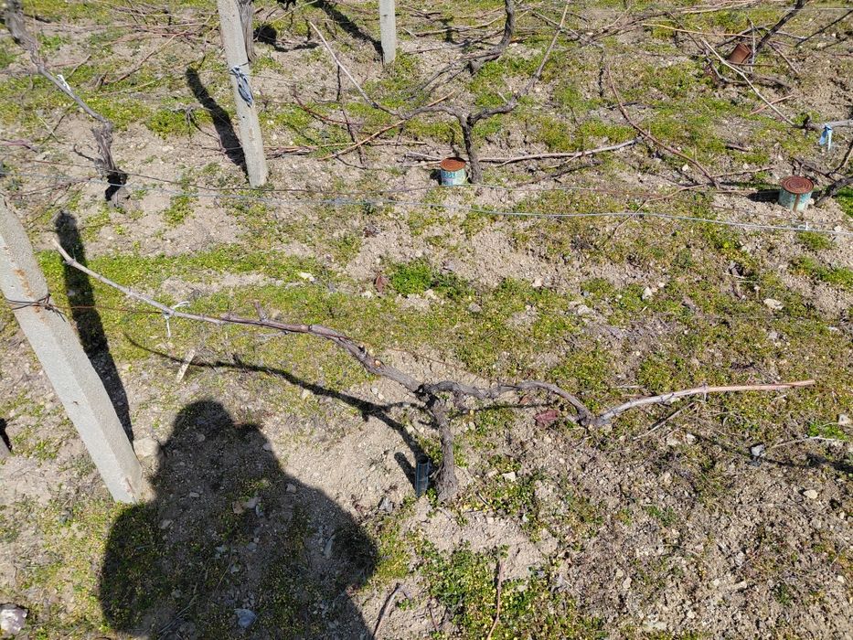 Резитба на овошки лозя асми и др. 2лв по договаряне