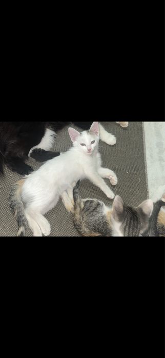 Котята в добрые руки.