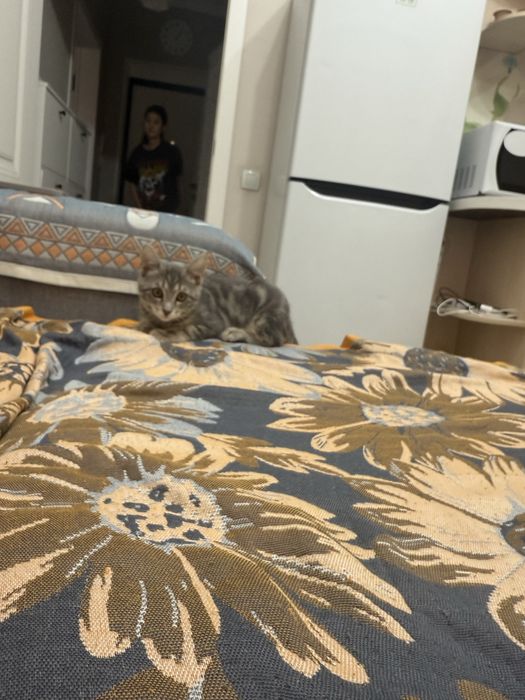 Продается породистый котенок