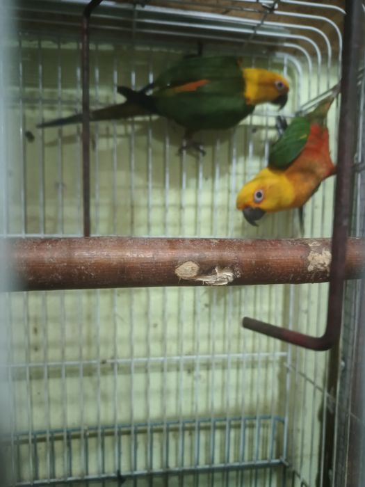 Papagali aratinga jandaia