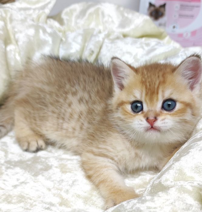 ОчаРовАтельНые КоТяТки бриташки