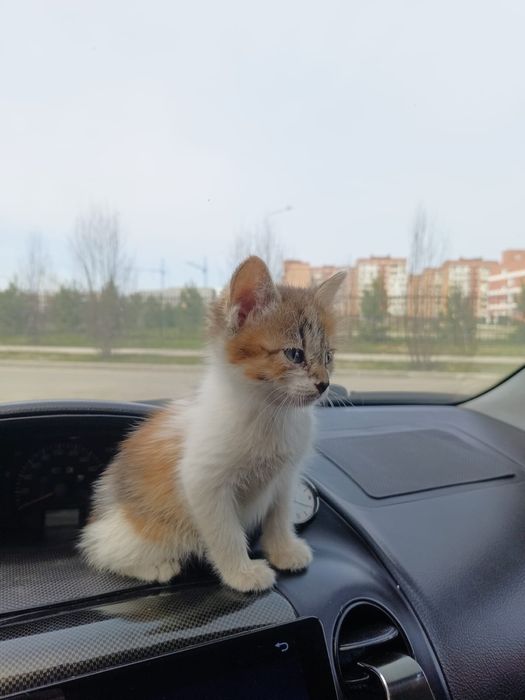 Отдам котенка в добрые руки