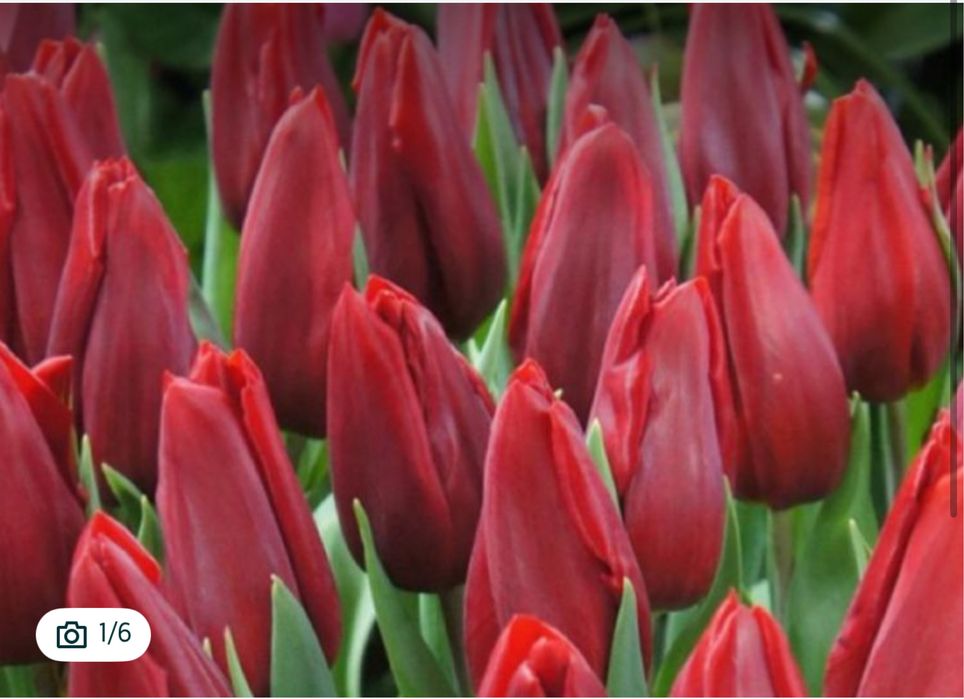 Тюльпаны оптом.оптомголландские тюльпаны. Оптом и а розницу тюльпаны