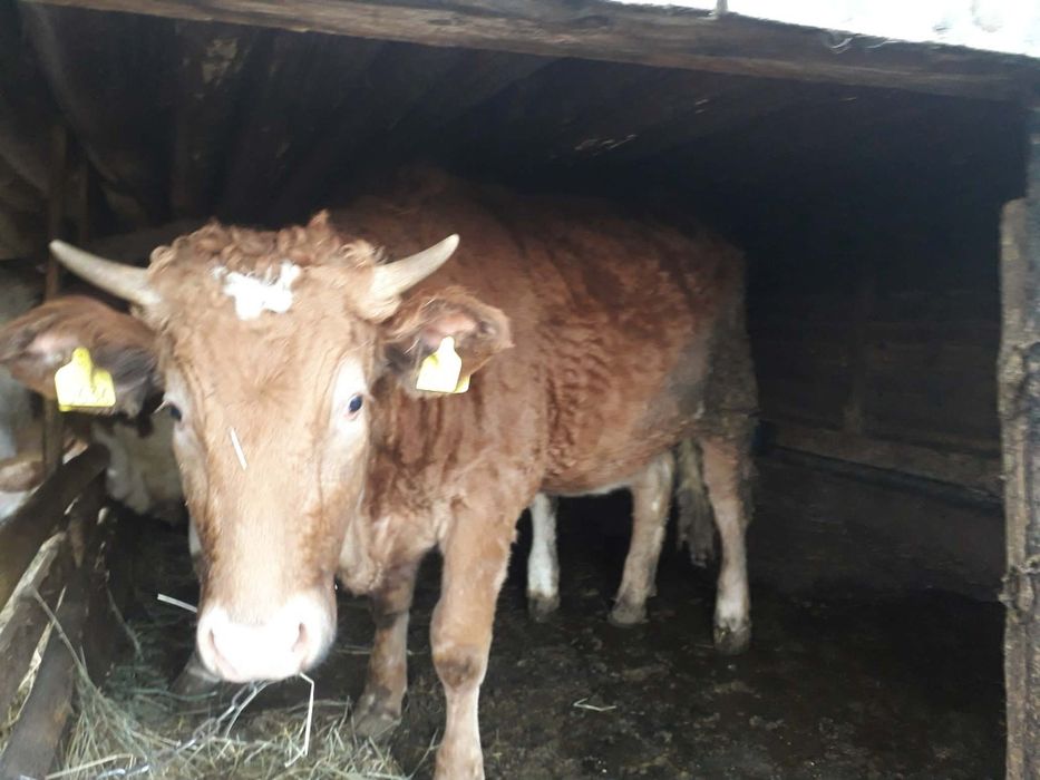 Vând vacă gestantă și juninci