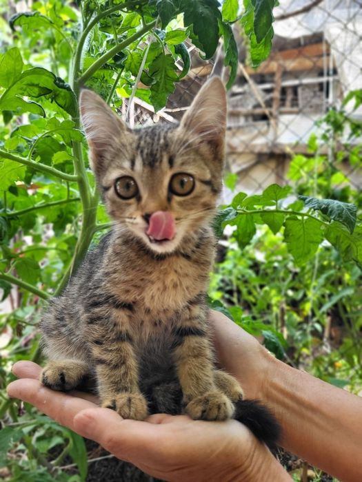 Отдам котят в добрые руки
