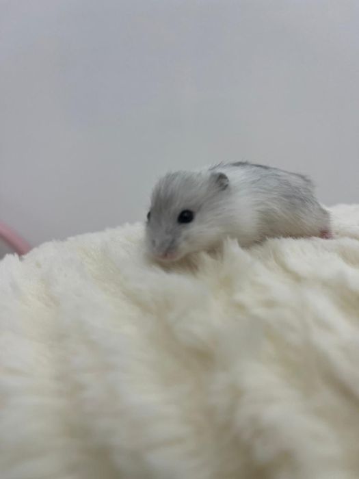 Хомяки с клеткой