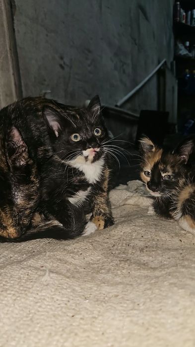 Отдам в добрые руки котят