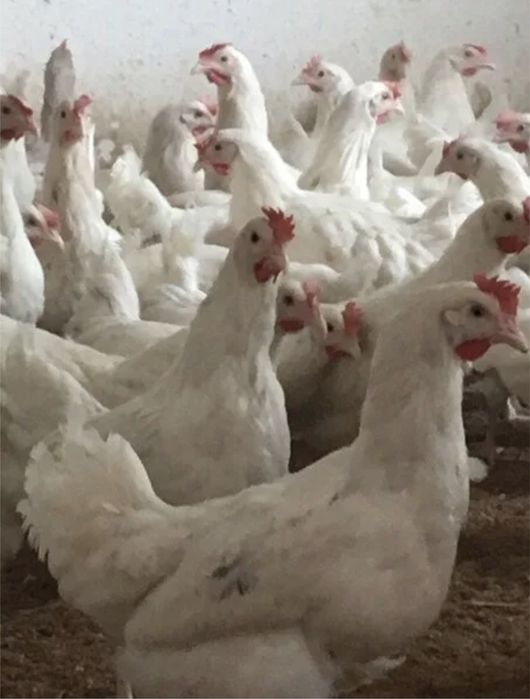 Куры молодые белые и красные