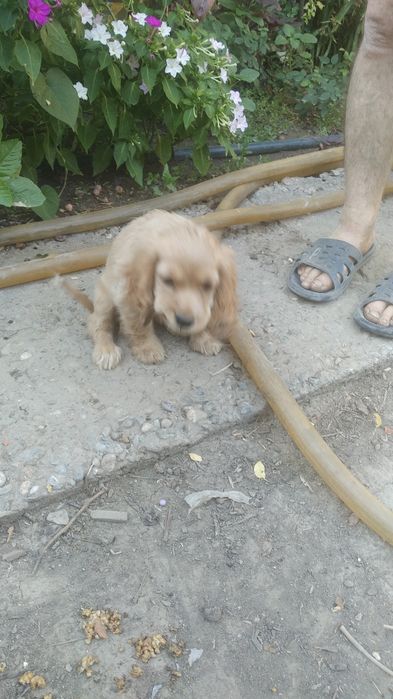 Английский кокер спаниель