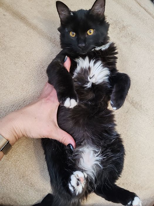 Отдам кошку в хорошие руки.