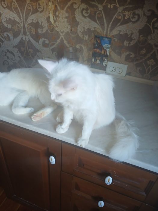 Одам котят вдобрые руки