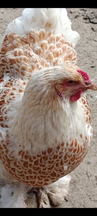 Продаются яйца курей породы  брама