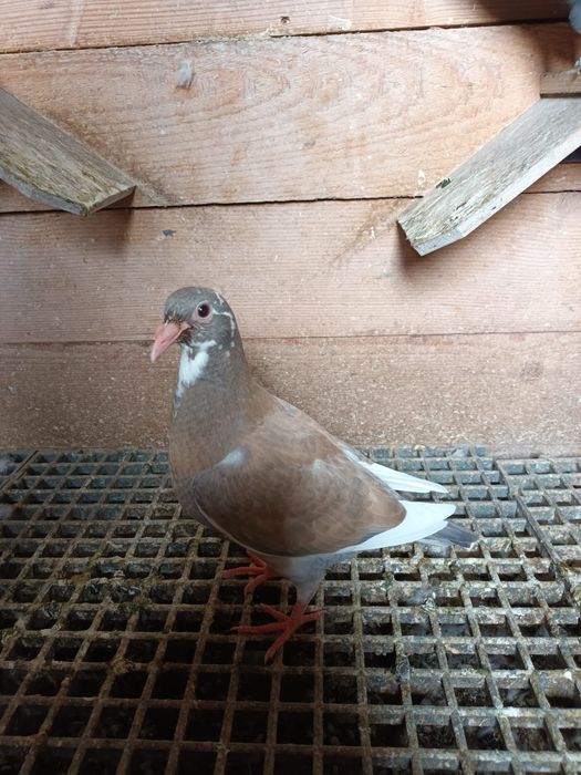 Porumbei meulemans trenton