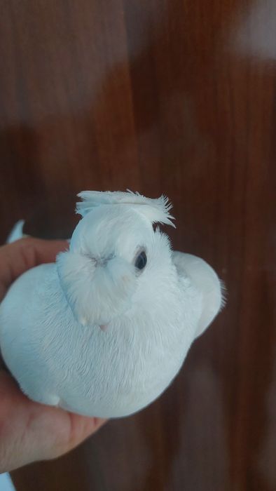 Голуби. Белыйдвухчубый самка кептер