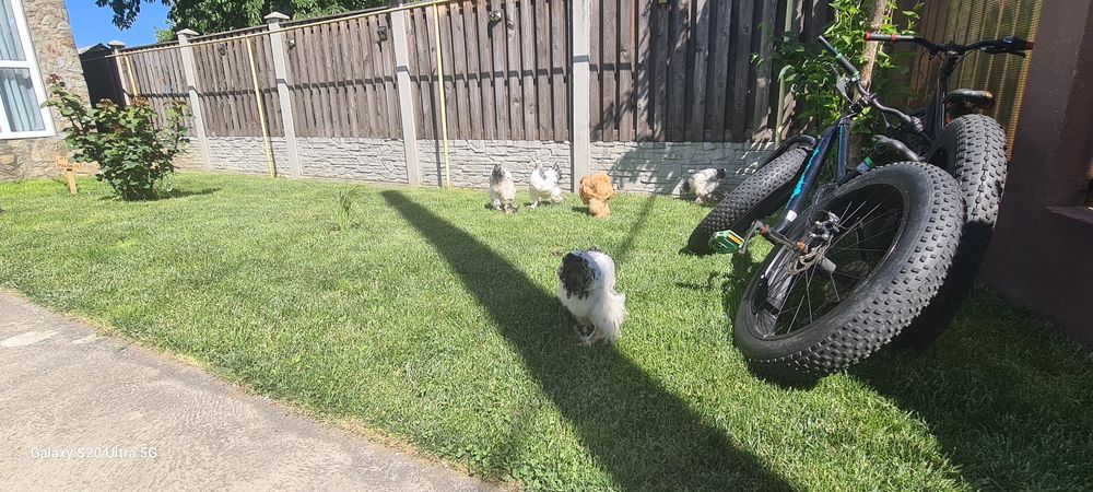 Pui găină rasa brahma