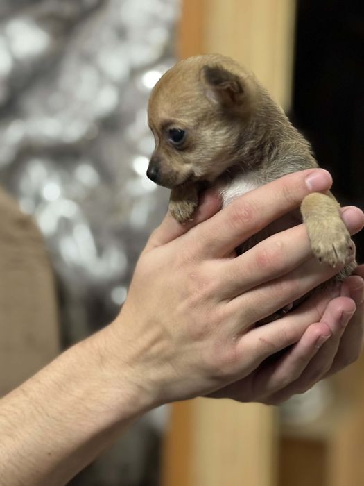 ПРОМО!!! Чихуаха