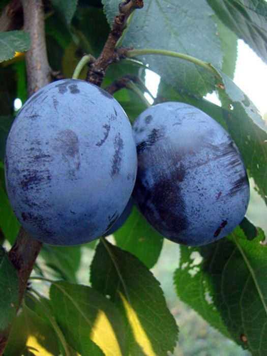 Pomi Străvechi Glia Strămoșească (Soiuri De Prun )la ghiveci