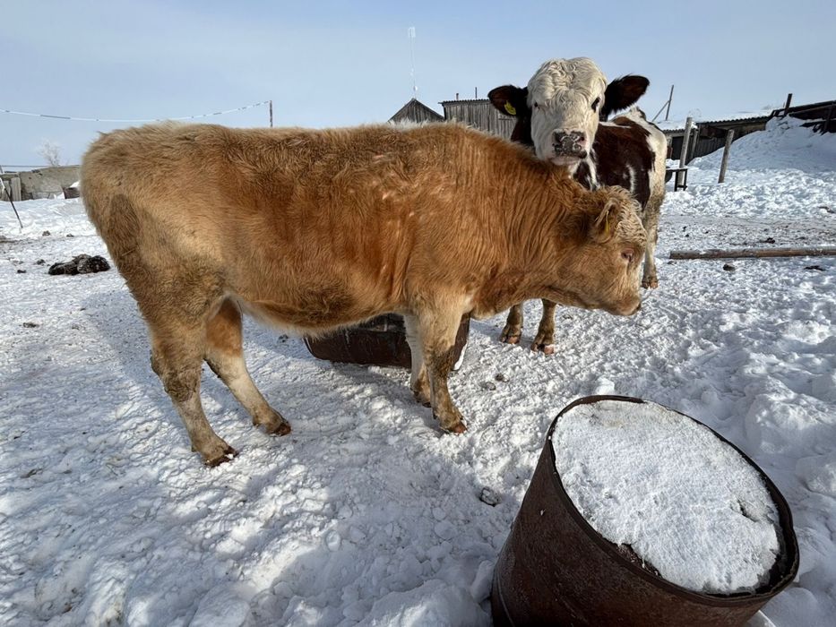 Бычки производители