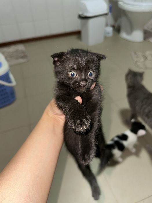 Шотландские кошки сатылады