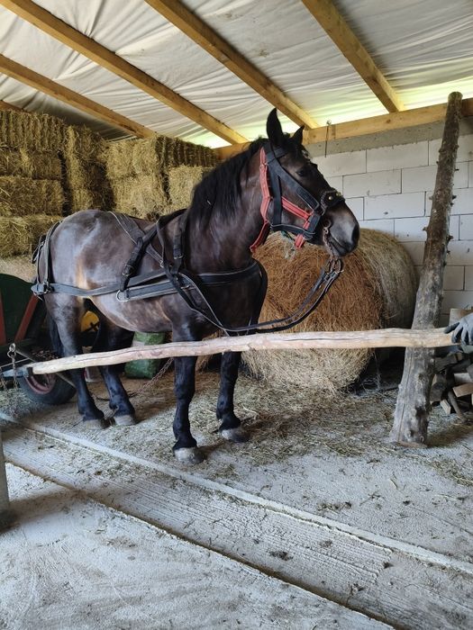 Vând mânză 3ani blândă