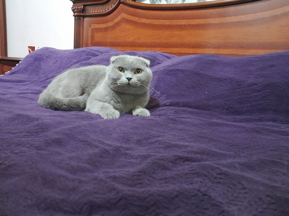 Skottish fold vyaska