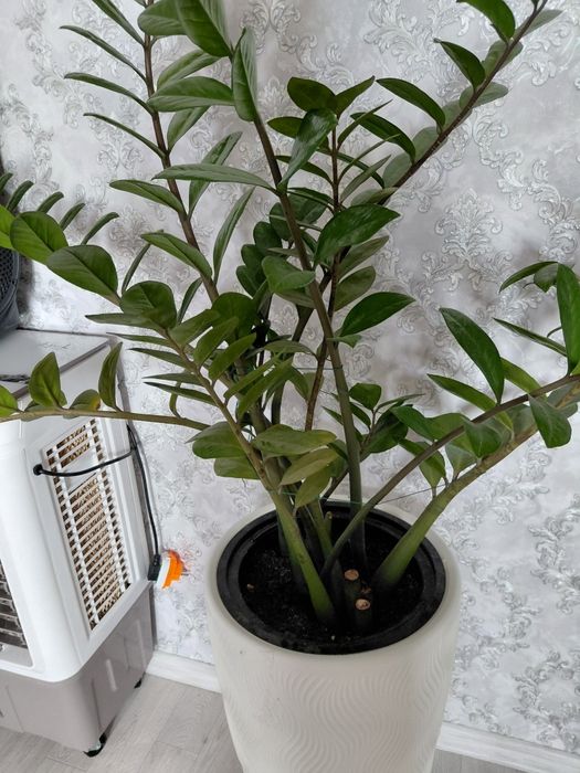 Продам замиокулькас