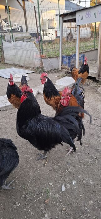 Cocosi Marans,playmount  si Vorwerk