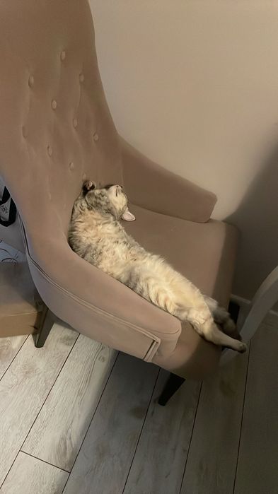 Кошка в добрые руки