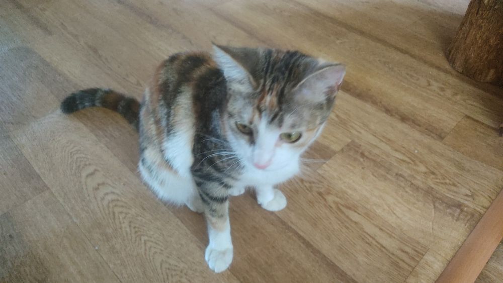 Кошка 1год бесплатно