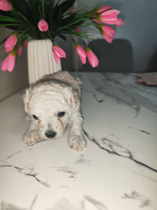 Toy pudel,Maltipu bolalari sotiladi