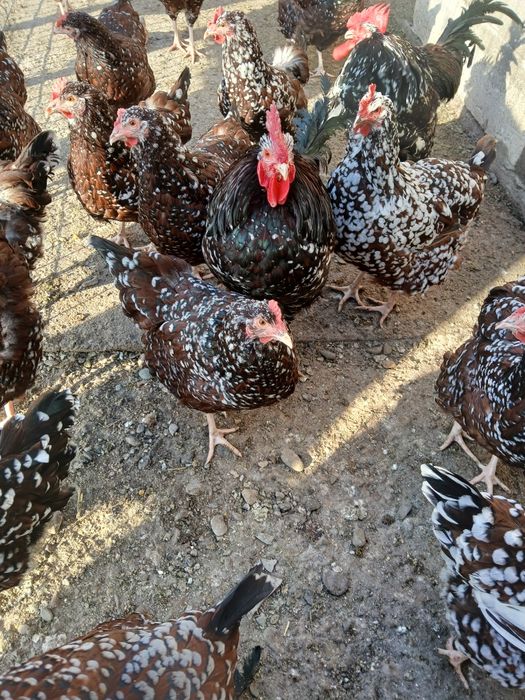 Vind gaini și cocoși sussex porțelan