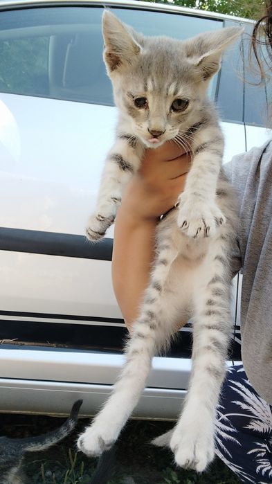 Подарявам малки котенца