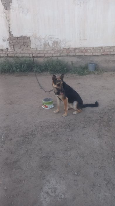 Собака немецкий овчарка