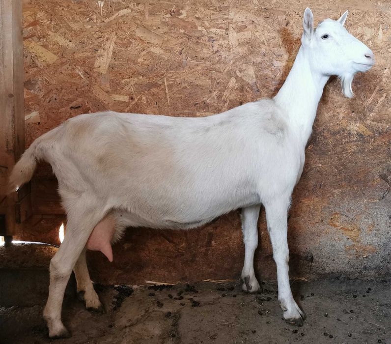 Vând capră Saanen